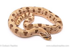 anaconda hognose snake for sale