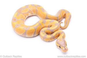 banana enchi het clown ball python for sale