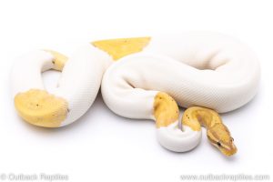 Banana Pied ball python for sale