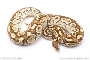 Butter yellowbelly adult breeder ball python for sale