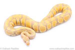 Candy ball python for sale