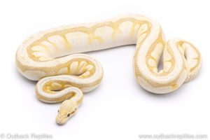 Cypress Queen Bee Spotnose ball python for sale
