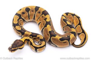 Enchi ball python for sale