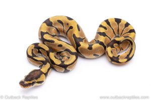 Enchi plus male ball python for sale