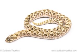 Western Hognose Snake for sale