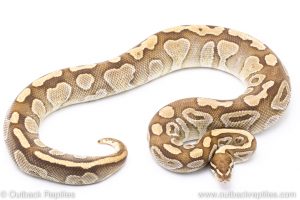 Lesser adult breeder ball python for sale