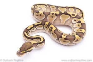 lesser ball python for sale