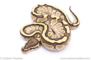 Lesser ball python for sale