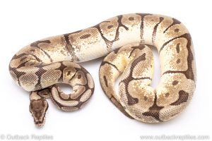 Mojave Spider adult breeder ball python for sale