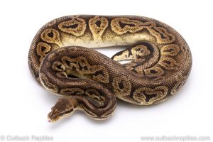 Pewter Ball Python for sale