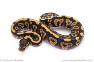phantom yellowbelly ball python for sale