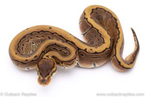 Pinstripe ball python for sale
