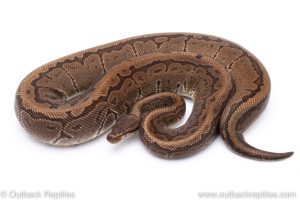 Sable Pinstripe adult breeder ball python for sale