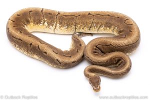 SPinner ball python for sale