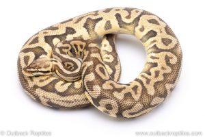 Super pastel leopard adult ball python for sale