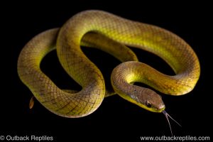 Velvet Swamp Snake erythrolamprus typhlus