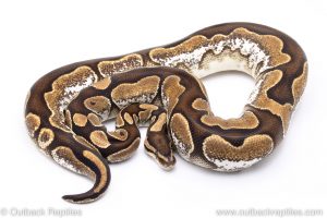 Calico Enchi adult breeder ball python for sale
