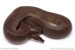 8 ball super cinnamon adult breeder ball python for sale