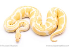 ALbino enchi ball python for sale