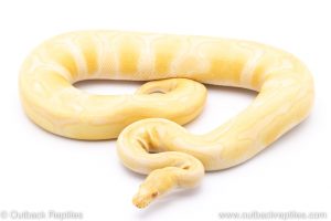 Albino Enchi ball python for sale
