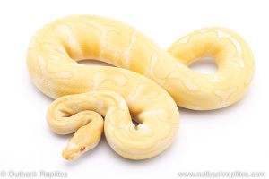 ALbino enchi ball python for sale