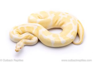 ALbino het VPI Axanthic snow adult breeder ball python for sale