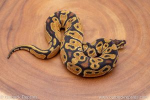 African import ball python for sale