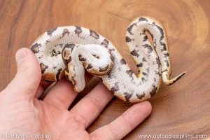 African import ball python for sale