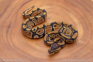 African import ball python for sale