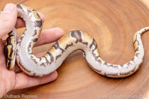 African import ball python for sale