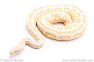 albino black pastel ball python for sale