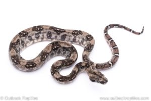 Anery Boa for sale