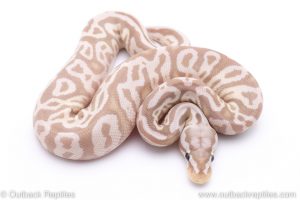 VPI axanthic banana leopard het pied ball python for sale