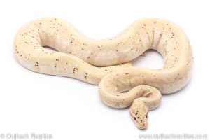 Banana HGW YB adult breeder ball python for sale