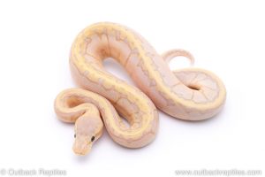 banana sugar pin ball python for sale