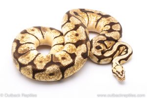 Bumblebee adult breeder ball python for sale