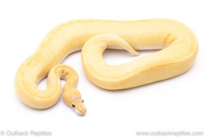 Champagne Candy ball python for sale