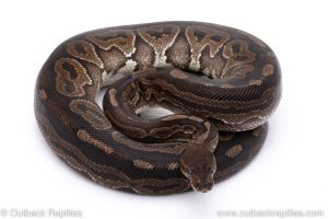 Cinnamon adult breeder ball python for sale