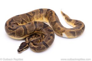 Enchi pied ph Albino ball python for sale