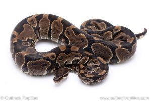 Het Pied adult breeder ball python for sale
