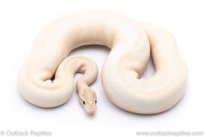 Ivory ball python for sale