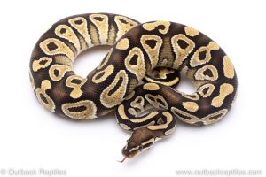 Mojave ball python for sale