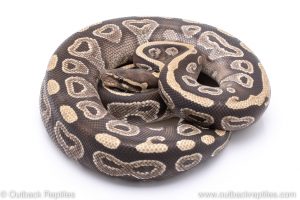 Mojave adult breeder ball python for sale