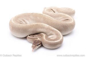 Mystic Potion adult breeder ball python for sale