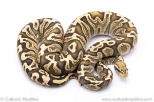 Pastel GHI GHost adult breeder ball python for sale