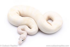 Pastel Ivory enchi ball python for sale