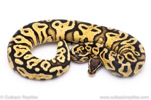 pastel yellowbellyball python for sale