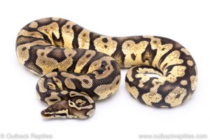 Pastel Yellowbelly het Pied ball python for sale