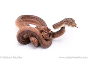 scrub python for sale