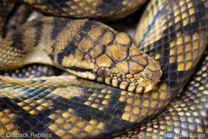 sorong scrub python for sale